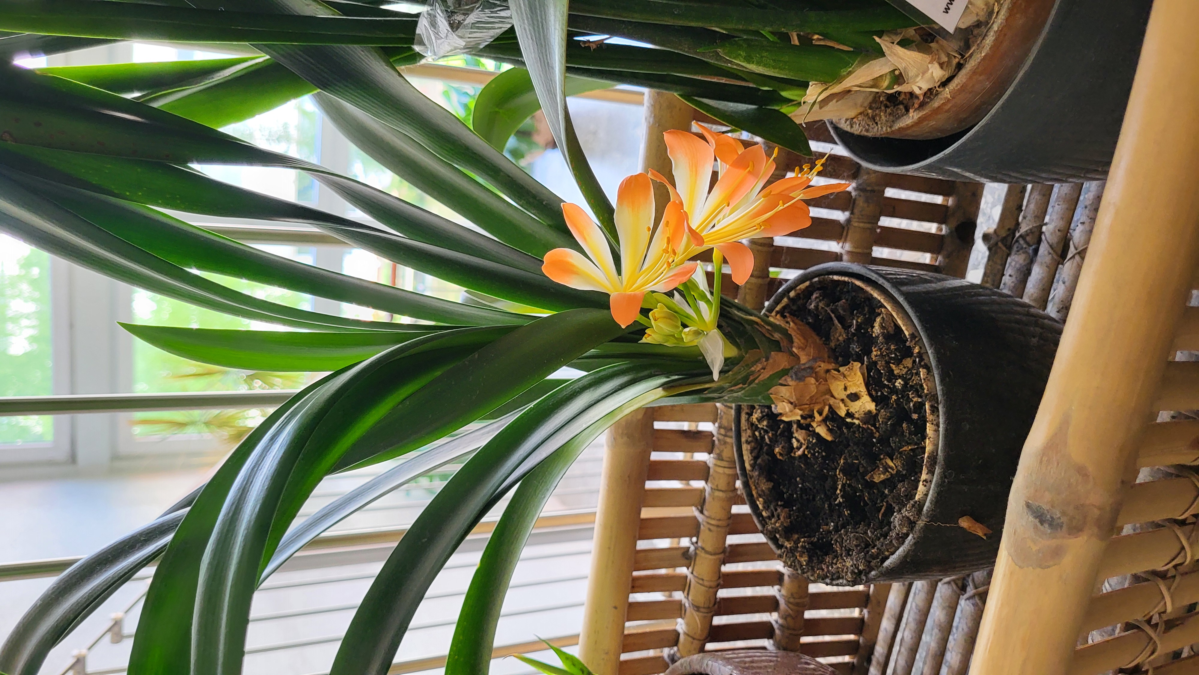 clivia miniata