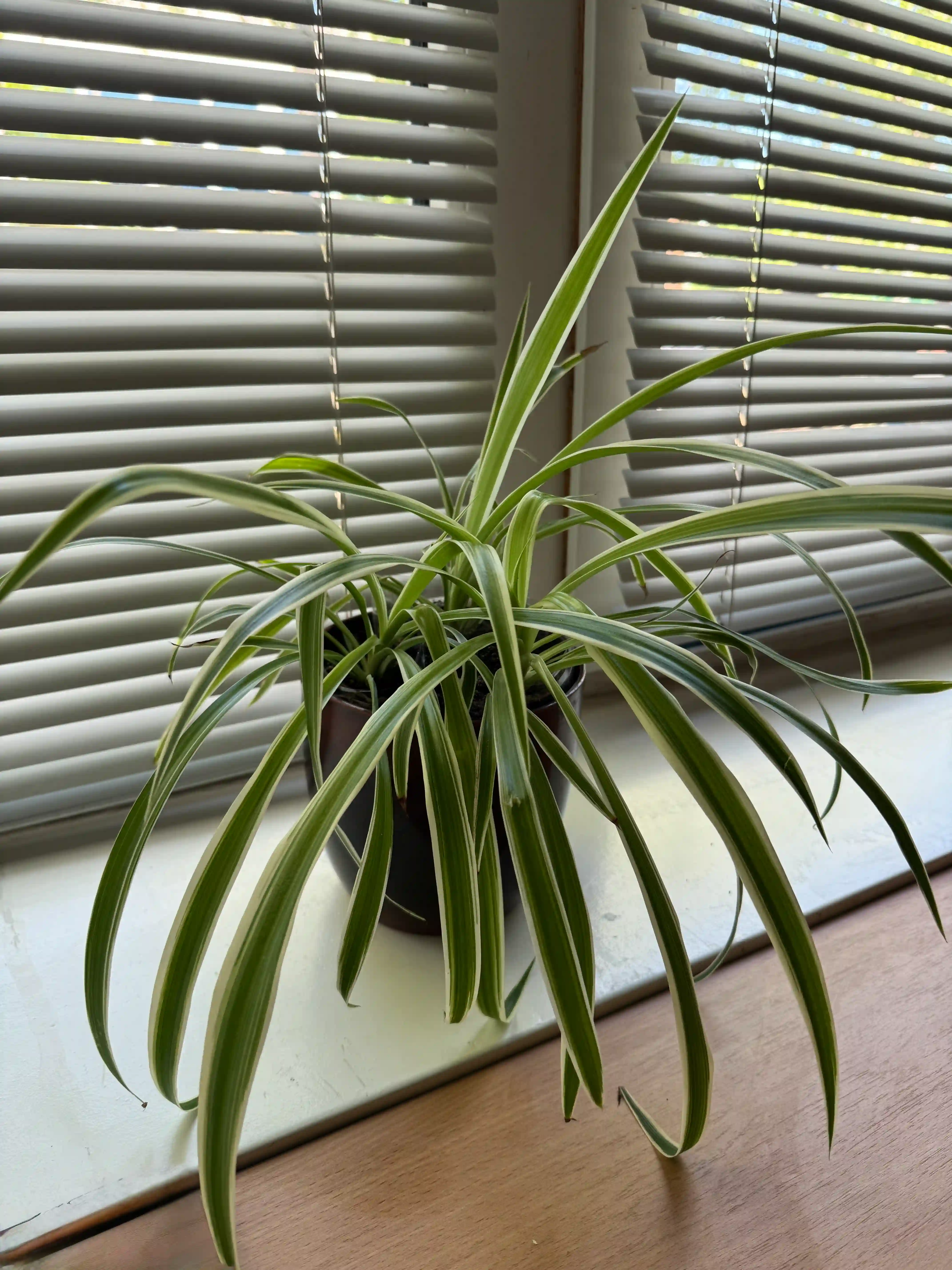 chlorophytum