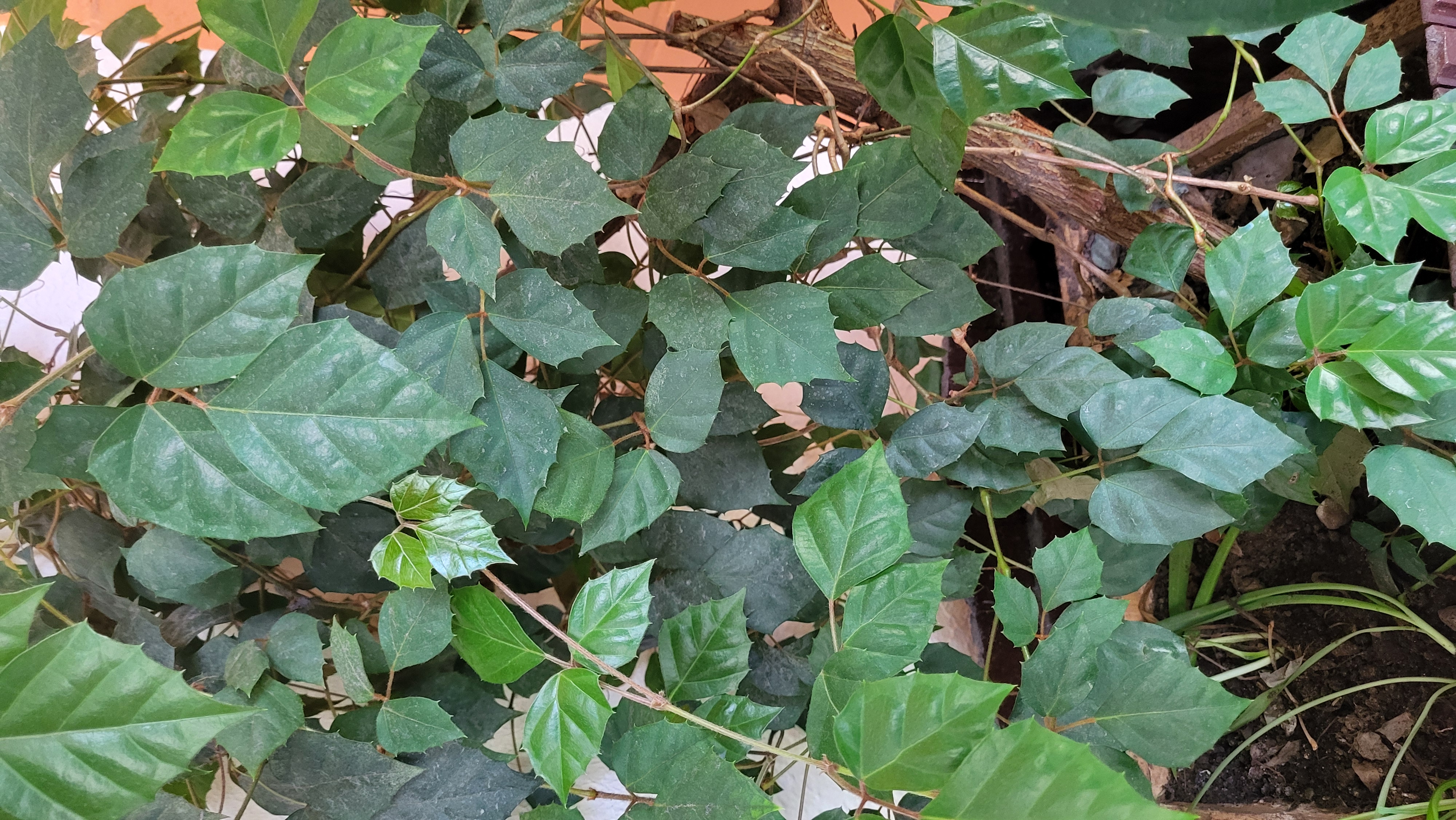 cissus