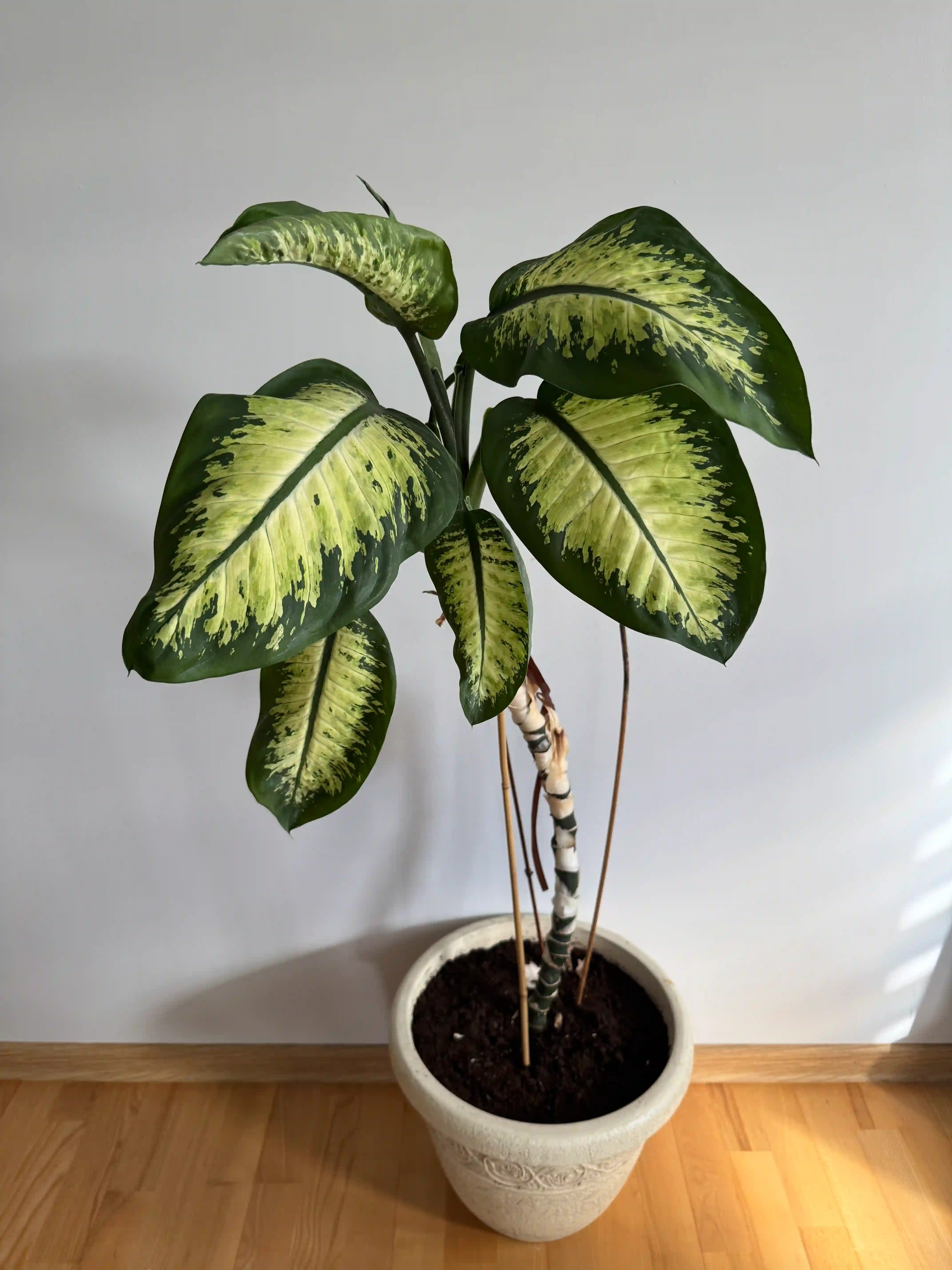 dieffenbachia
