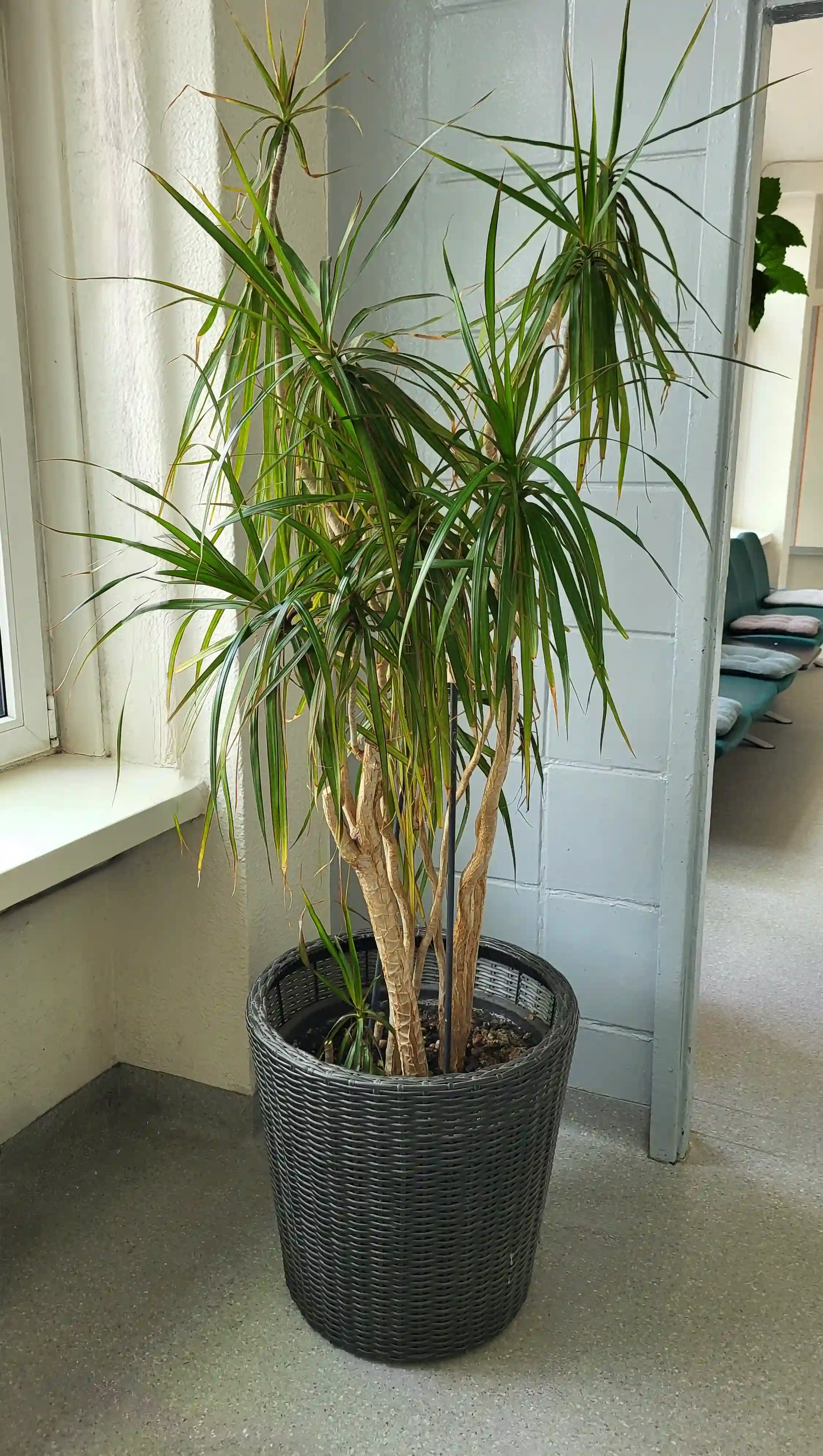 dracena