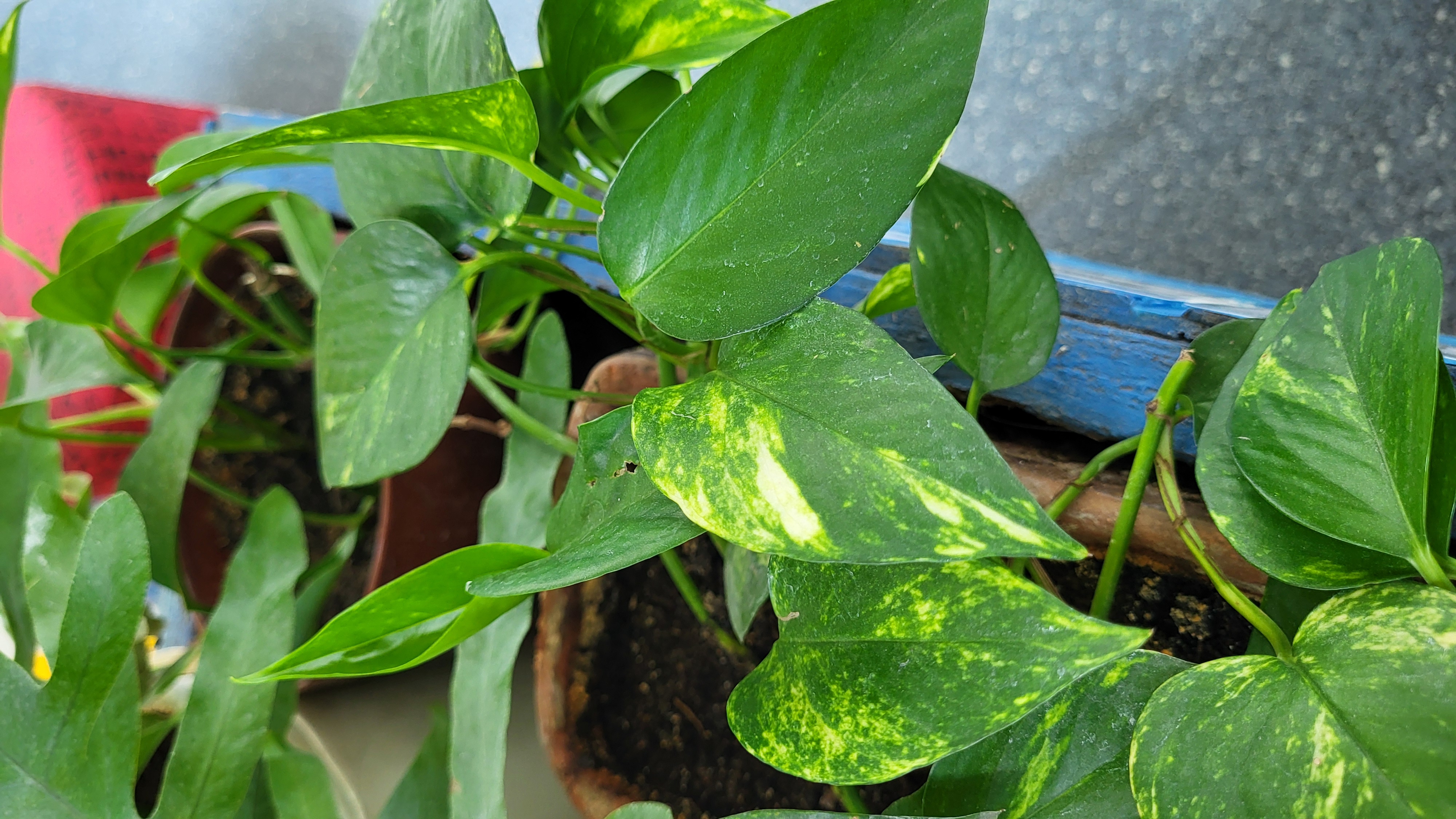 epipremnum