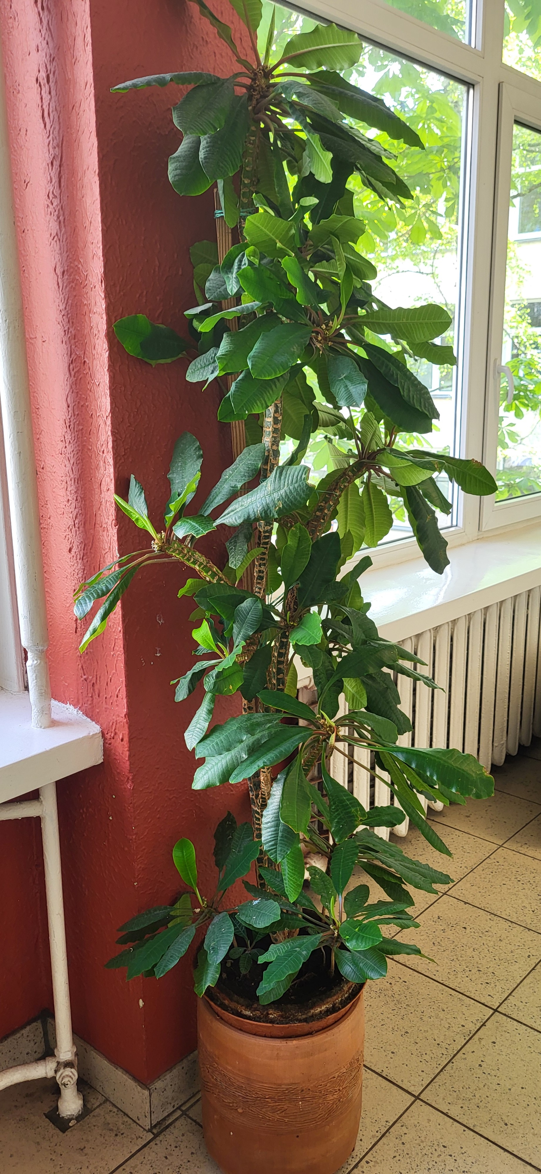euphorbia