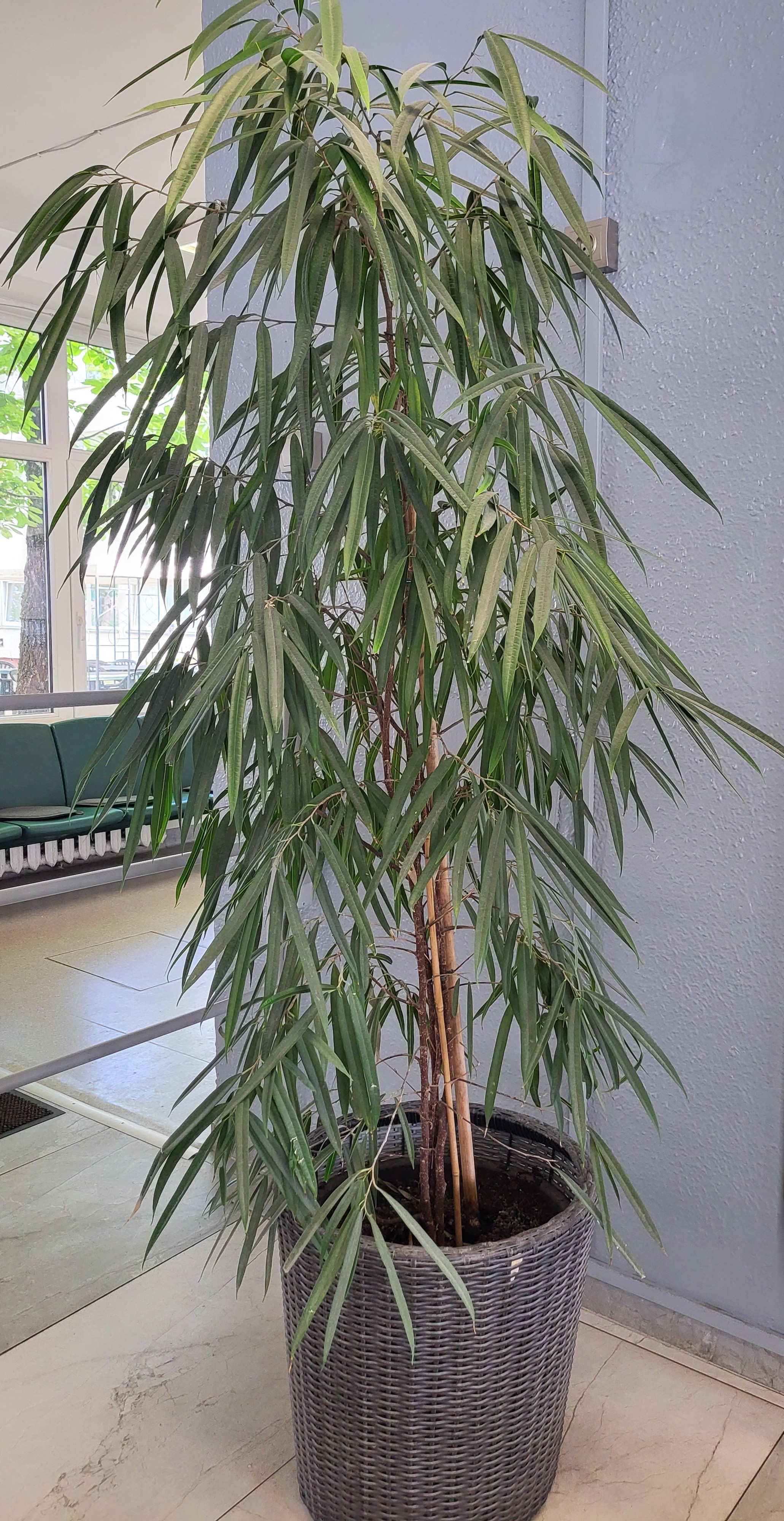 ficus_benedicta