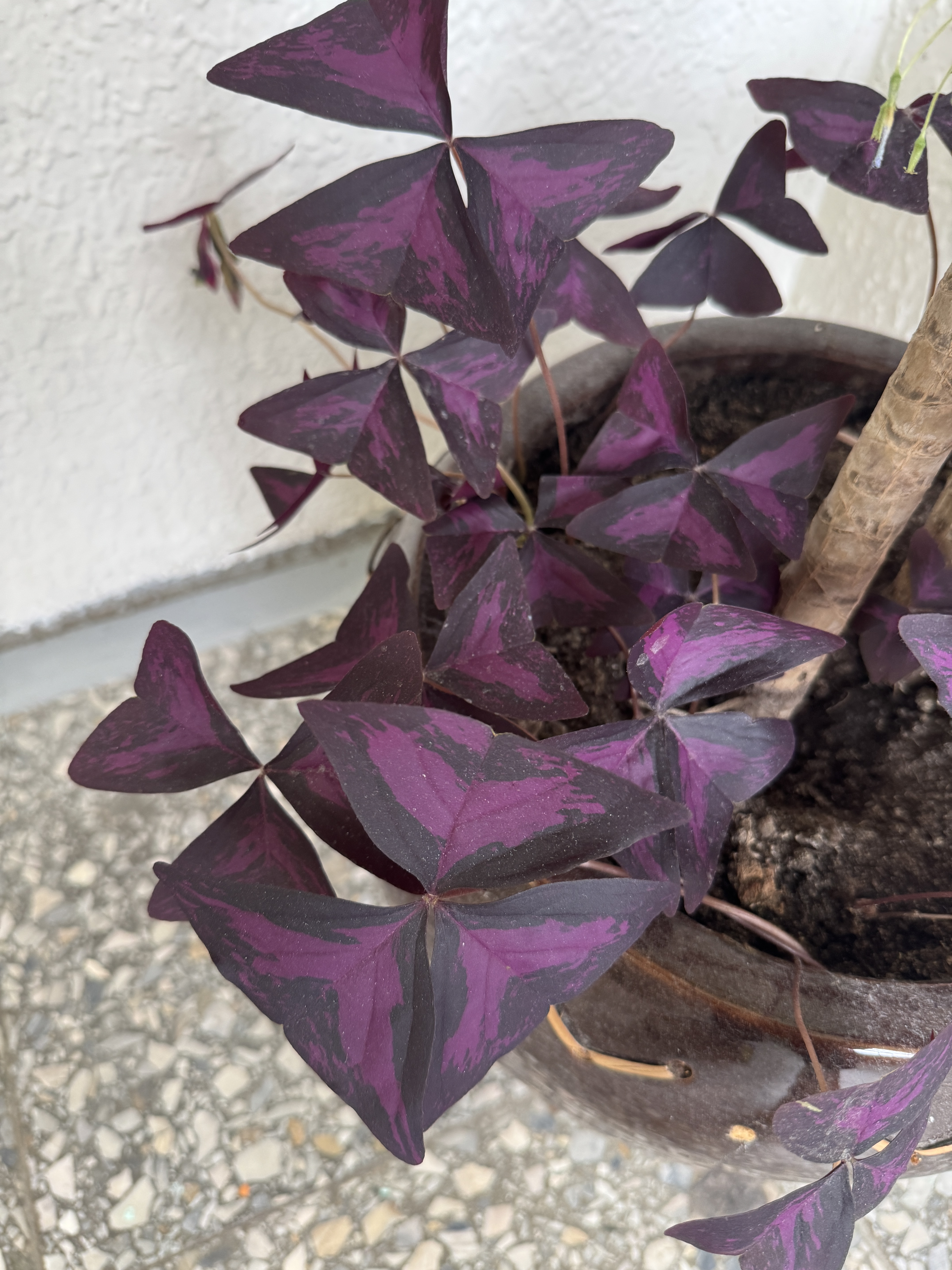 oxalis