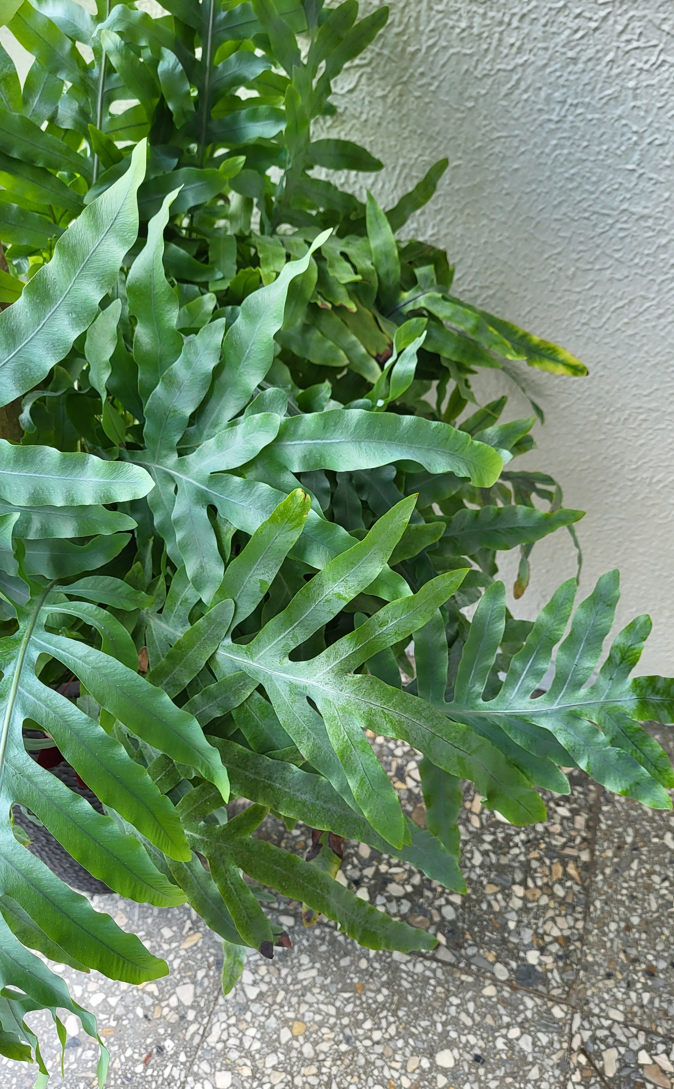 epipremnum