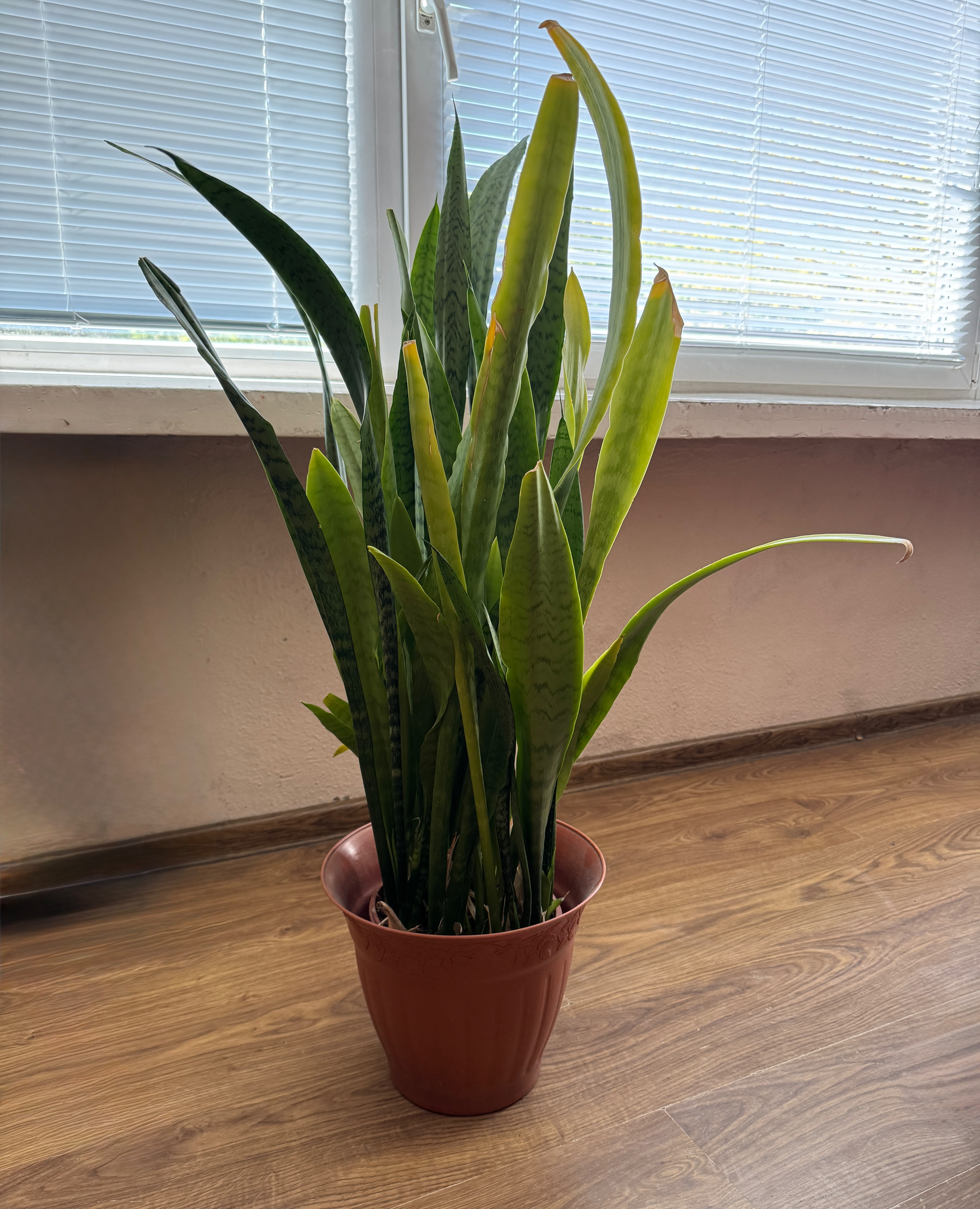 sansevieria