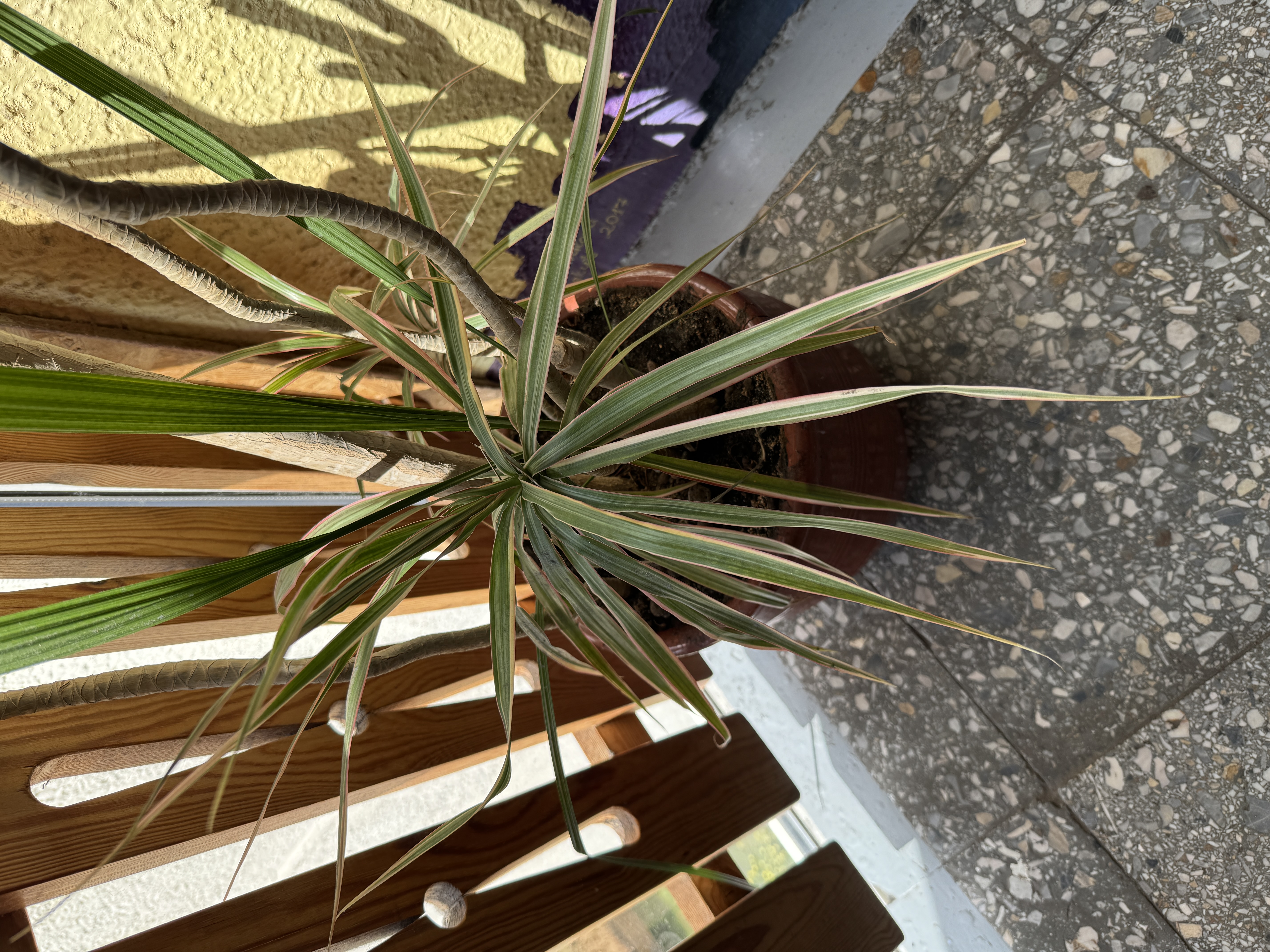 yucca